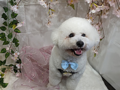 Petit Leon-Dogcafe&Bar 사진 2
