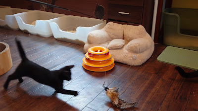 保護猫シェルター併設カフェ すあま商會 사진 2