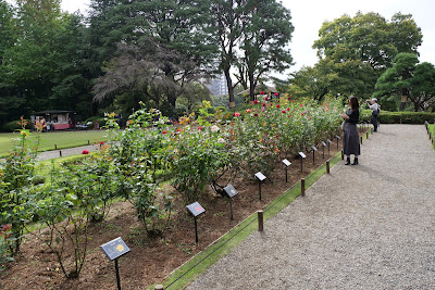 Shibaniwa 사진 3