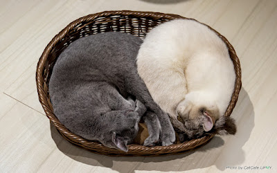 Cat Cafe Lipmy 사진 3