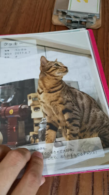 Cat Cafe Lipmy 사진 2