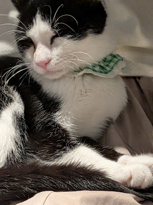保護猫喫茶 十条にゃんこ亭 사진 3