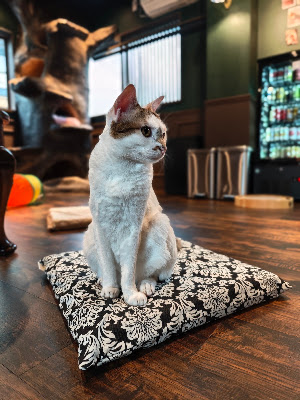保護猫喫茶 十条にゃんこ亭 사진 2