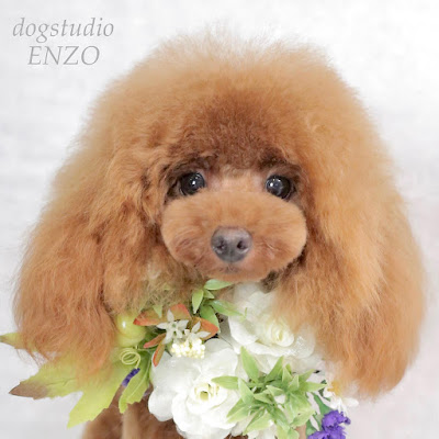 CROWNDOG 사진 3