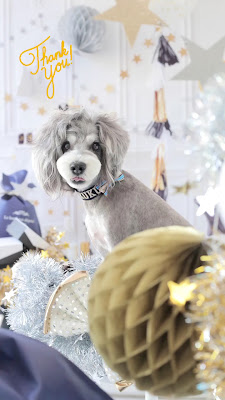CROWNDOG 사진 4