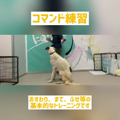 CROWNDOG 사진 2