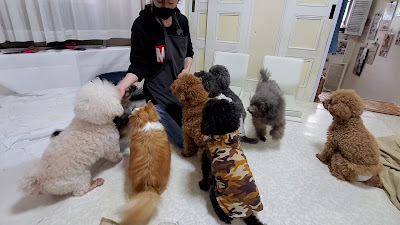 いぬのじかん(青戸店) 사진 4