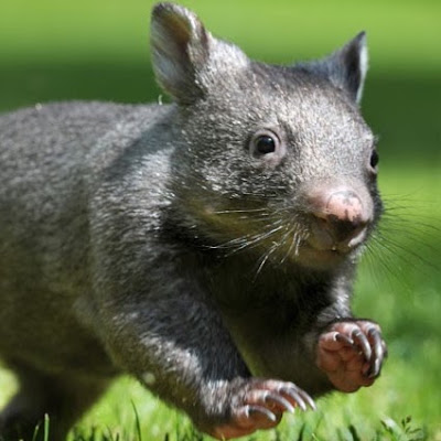 Wombat English 合同会社 사진 5
