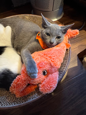 保護猫喫茶 上板にゃんこ亭 사진 4
