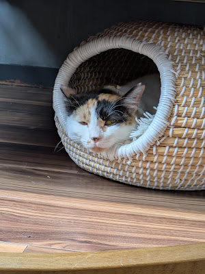 保護猫喫茶 上板にゃんこ亭 사진 3