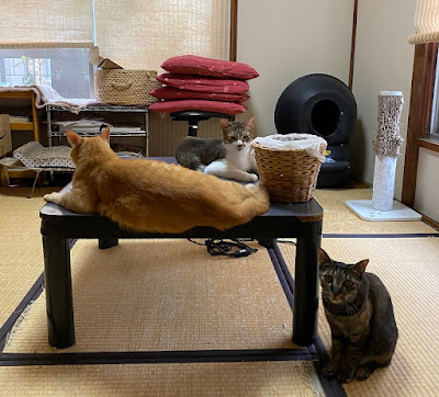 ぬこぬこなびげーたー 사진 3