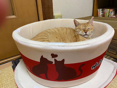 ぬこぬこなびげーたー 사진 2