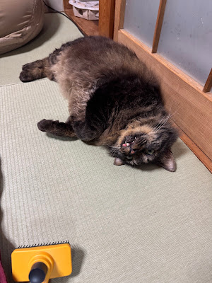 ぬこぬこなびげーたー 사진 4