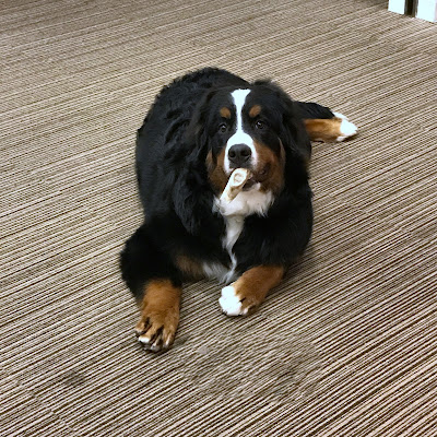 遠藤警察犬家庭犬訓練所 사진 4