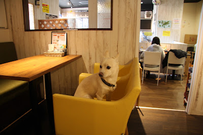 for dogs ぱうぜ 사진 3