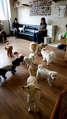for dogs ぱうぜ 사진 5