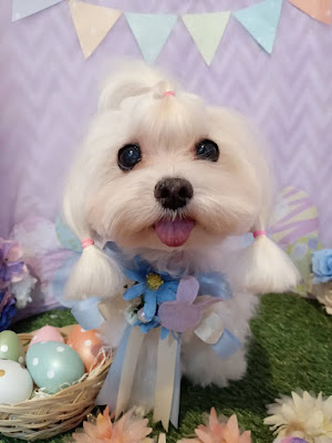 R2dogsalon 사진 3