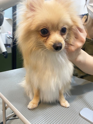 R2dogsalon 사진 2