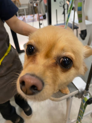 R2dogsalon 사진 4
