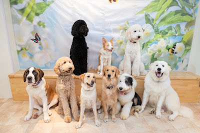 DogCafeFlorence 사진 4