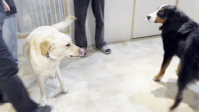 DogCafeFlorence 사진 2