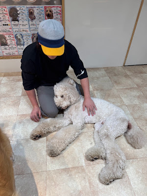 DogCafeFlorence 사진 5