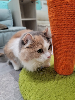 Cat Cafe Florence 사진 2