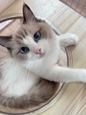 Cat Cafe Florence 사진 3