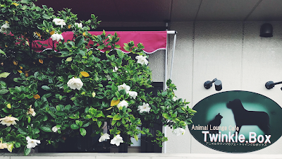 Animal Lounge Cafe Twinkle Box 사진 4