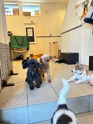 保護犬猫カフェPETS 사진 4