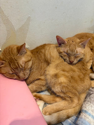 保護犬猫カフェPETS 사진 3