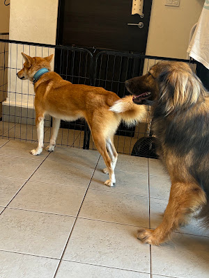 保護犬猫カフェPETS 사진 2