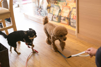 dogsalon and cafe copin 사진 2