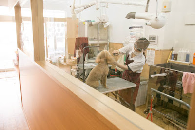 dogsalon and cafe copin 사진 3