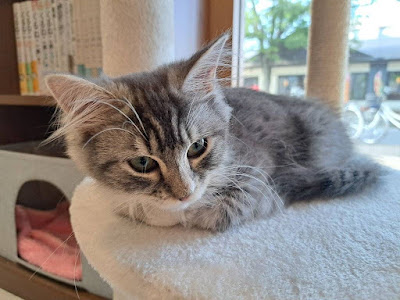 保護猫ハウス ろくねこ 사진 3
