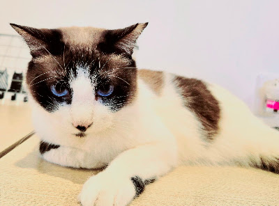 保護猫ハウス ろくねこ 사진 2