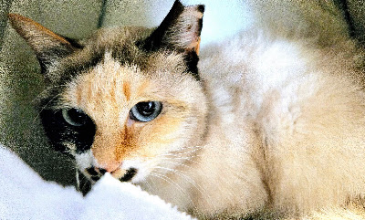 保護猫ハウス ろくねこ 사진 4