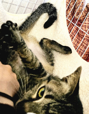 保護猫ハウス ろくねこ 사진 5