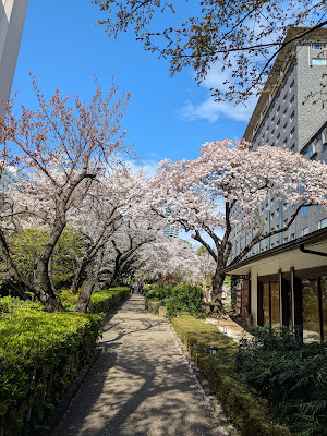 新高輪プリンスホテル 桂 特設桜見朝食会場 사진 3