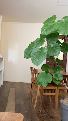 Solo 사진 2