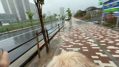 HOT DOG PARK (ドッグラン) 사진 5
