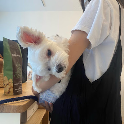 LAZY DOG 사진 2