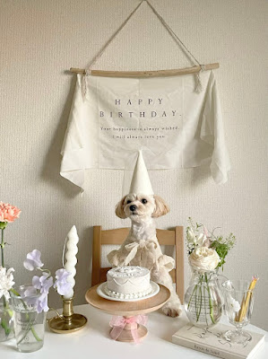 LAZY DOG 사진 4