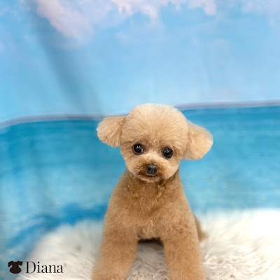 トリミングサロンDiana 사진 3