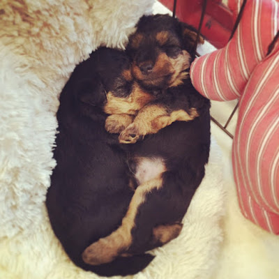 Terrier's 사진 2