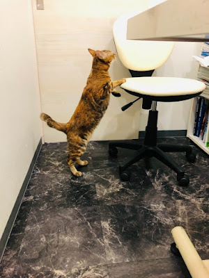 Hanegi Animal Hospital 사진 3