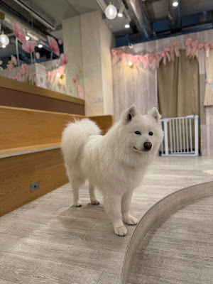 Samoyed Cafe moffu harajuku / Samoyed Lounge moffu 사진 3