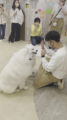 Samoyed Cafe moffu harajuku / Samoyed Lounge moffu 사진 2