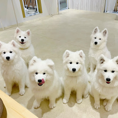 Samoyed Cafe moffu 다케시타 거리 점 사진 3
