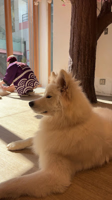 Samoyed Cafe moffu 다케시타 거리 점 사진 2